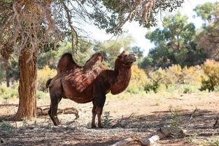 穿成老黄牛后我立志当老爷,穿成老黄牛的逆袭之路