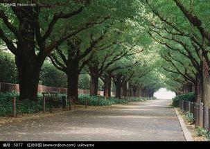 林荫大道,探寻城市绿意与历史交融的美丽画卷